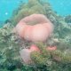 96- Anemones balayees par le courant 